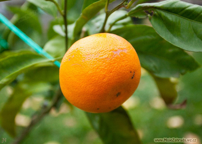 Citrus Myiagawa