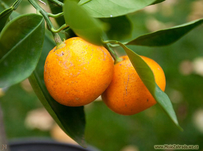 Citrus Wakayama