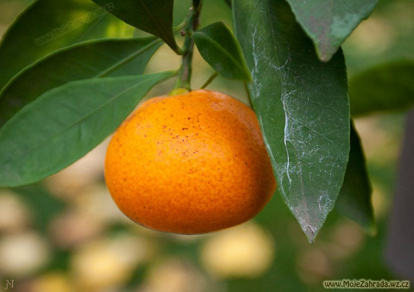 Citrus Wakayama
