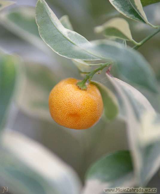 Citrus Kalamondin
