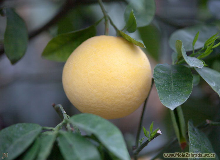 Citrus Paradisi-grapefruit