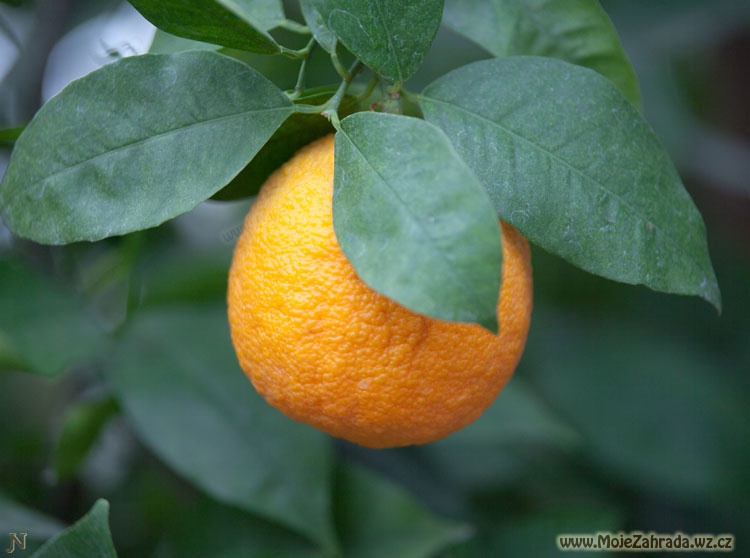 Pomeranč Berna