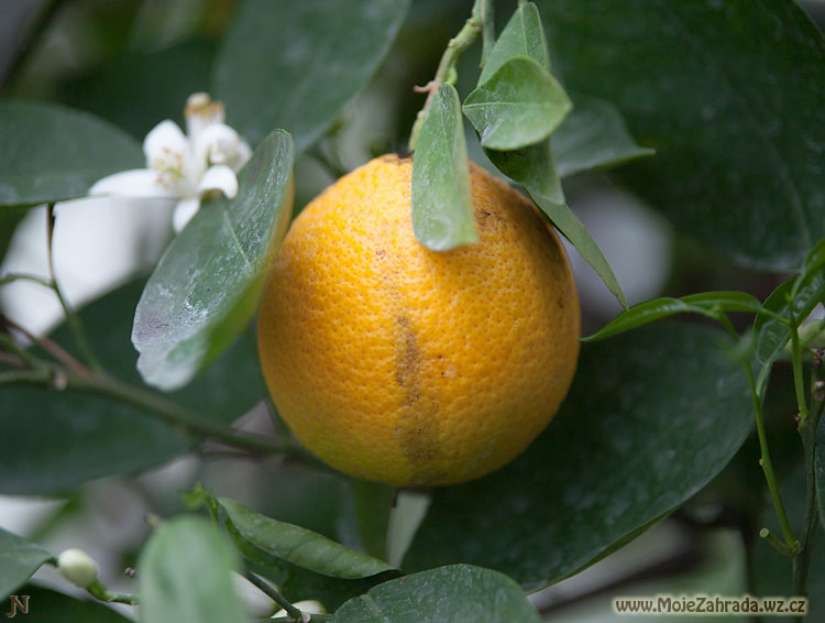 Pomeranč Hamlin