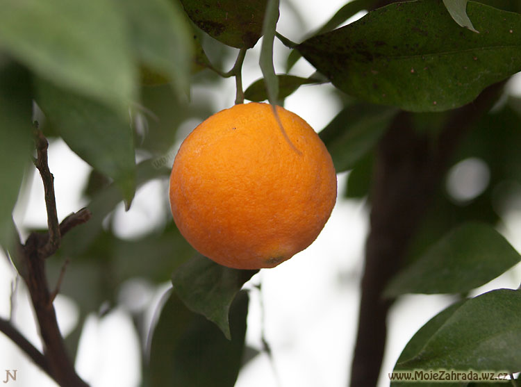 Pomeranč Washington