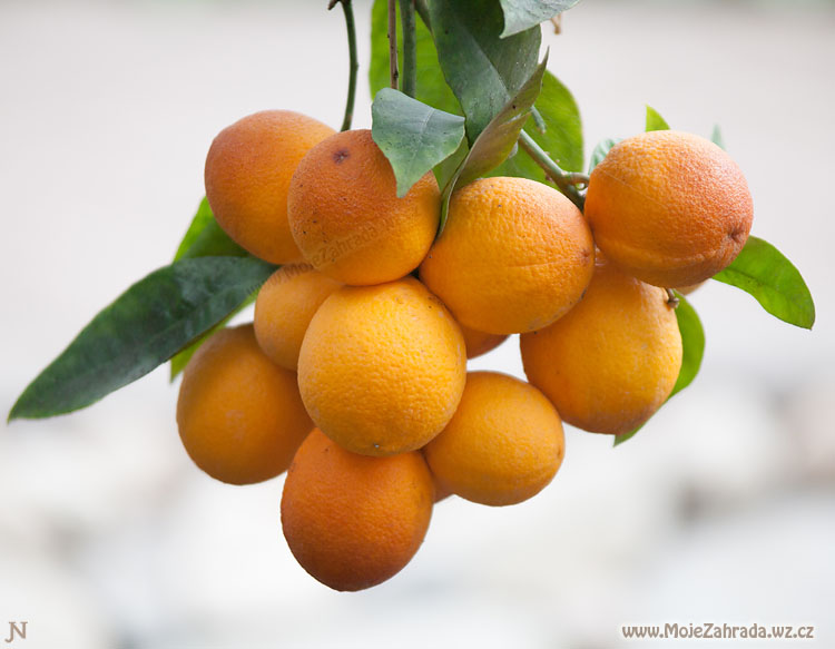 Pomeranč Washington