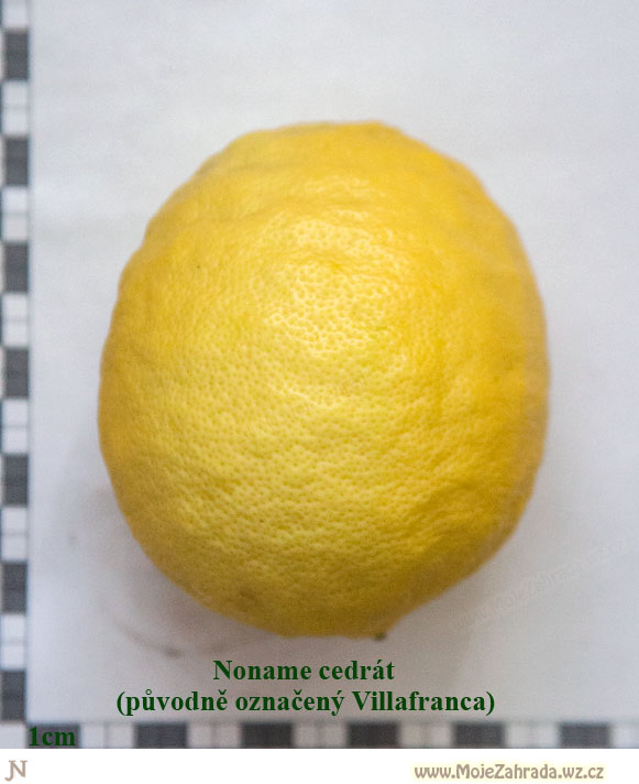 Citrus Ponderosa - plod