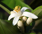 Citrus Ponderosa - květ