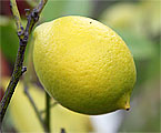 Citroník Meyer