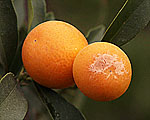 Kumquat Meiwa plod