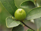 Limequat Eustis (Limonela)