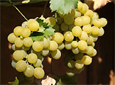 Vinné hrozny odrůda Prim