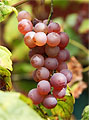 Vinné hrozny odrůda Veltlínské červené
