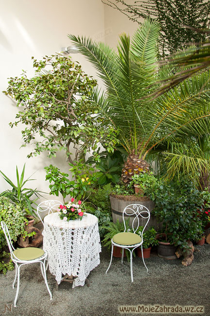 Výstava kamélie - Palmový skleník