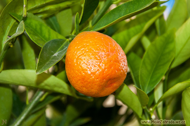 Citrus Kumquat-Nagami