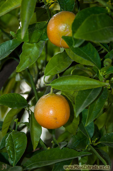 Citrus clementina SRA-63
