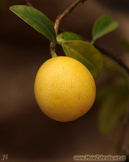 Citrus Limonella