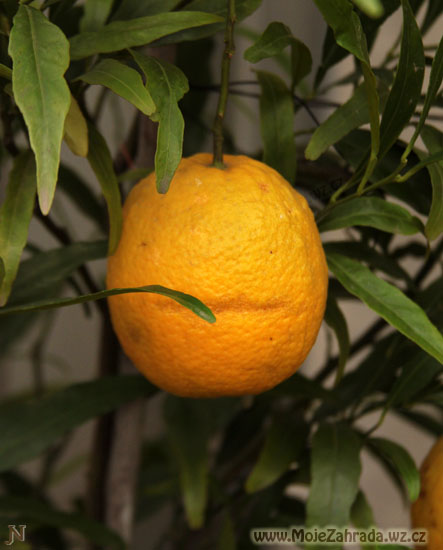 Pomeranč Varia