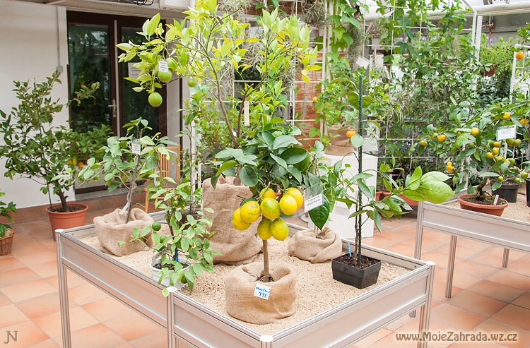 Výstava citrusů Brno 2016