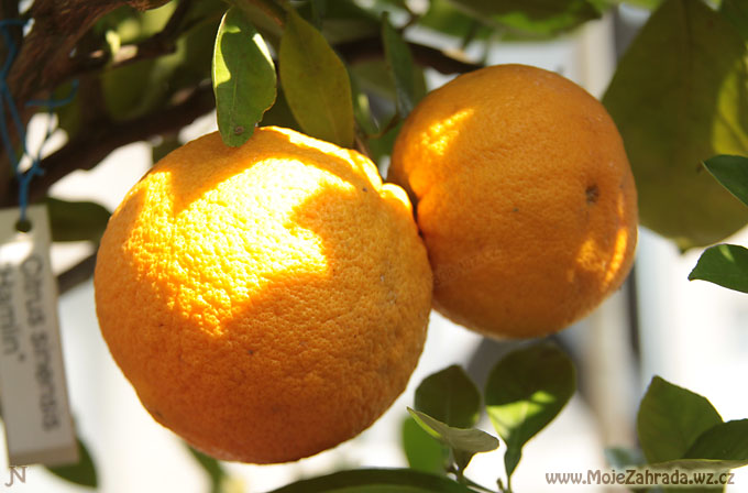Citrus sinensis Hamlin