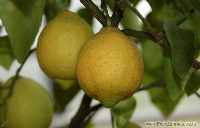 Citrus limon Villafranca
